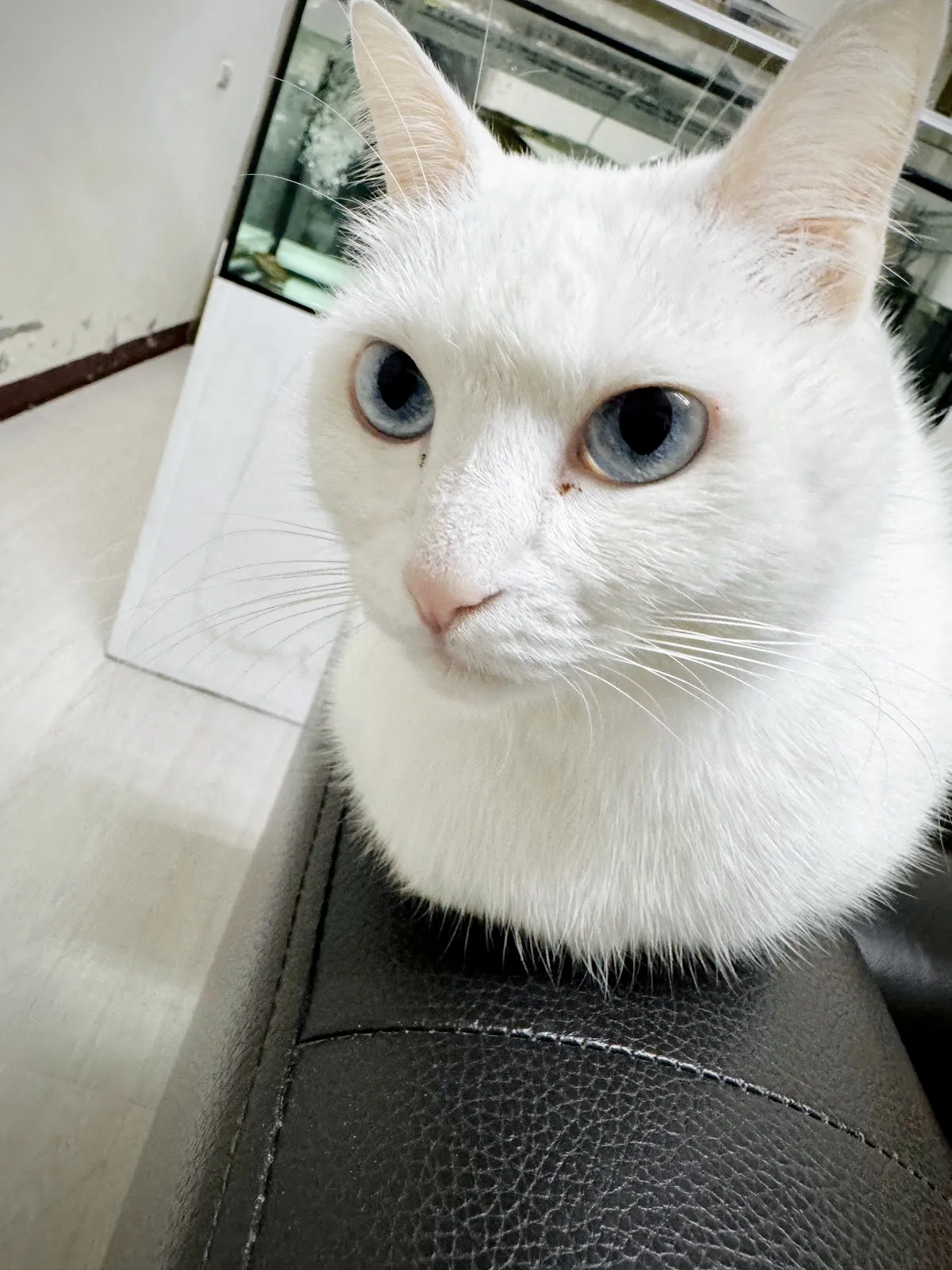 永欣寵物美容坊