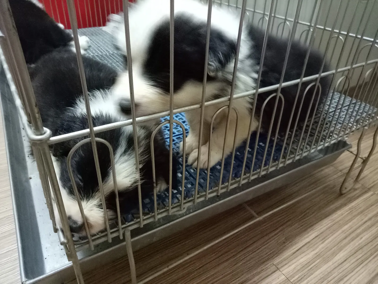 第一堡邊境犬舍