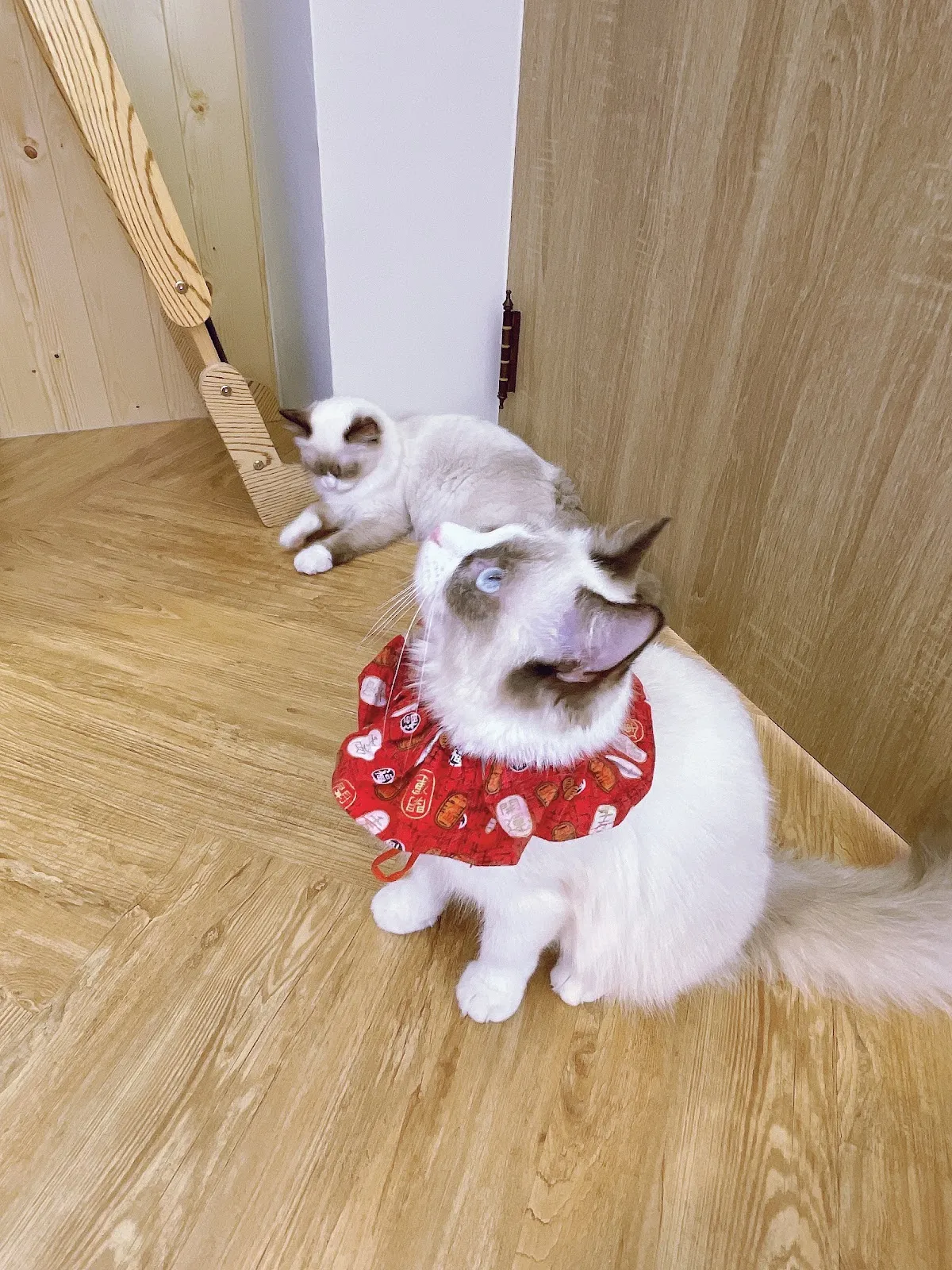 你好貓咪貓舍友善空間