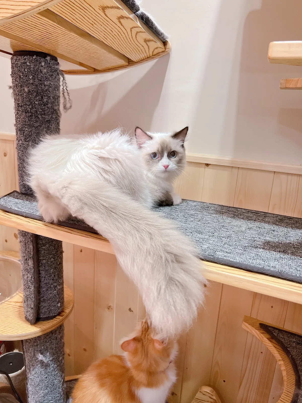 你好貓咪貓舍友善空間