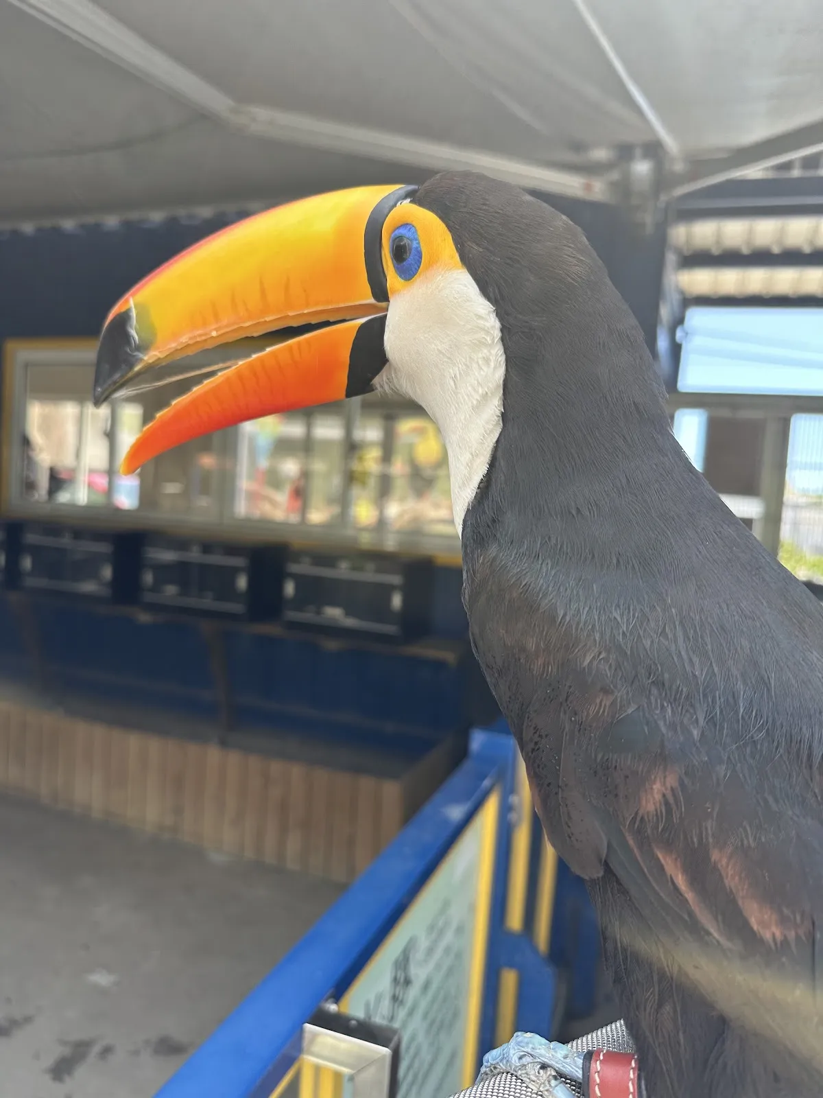 台灣皇爵專業犬貓舍