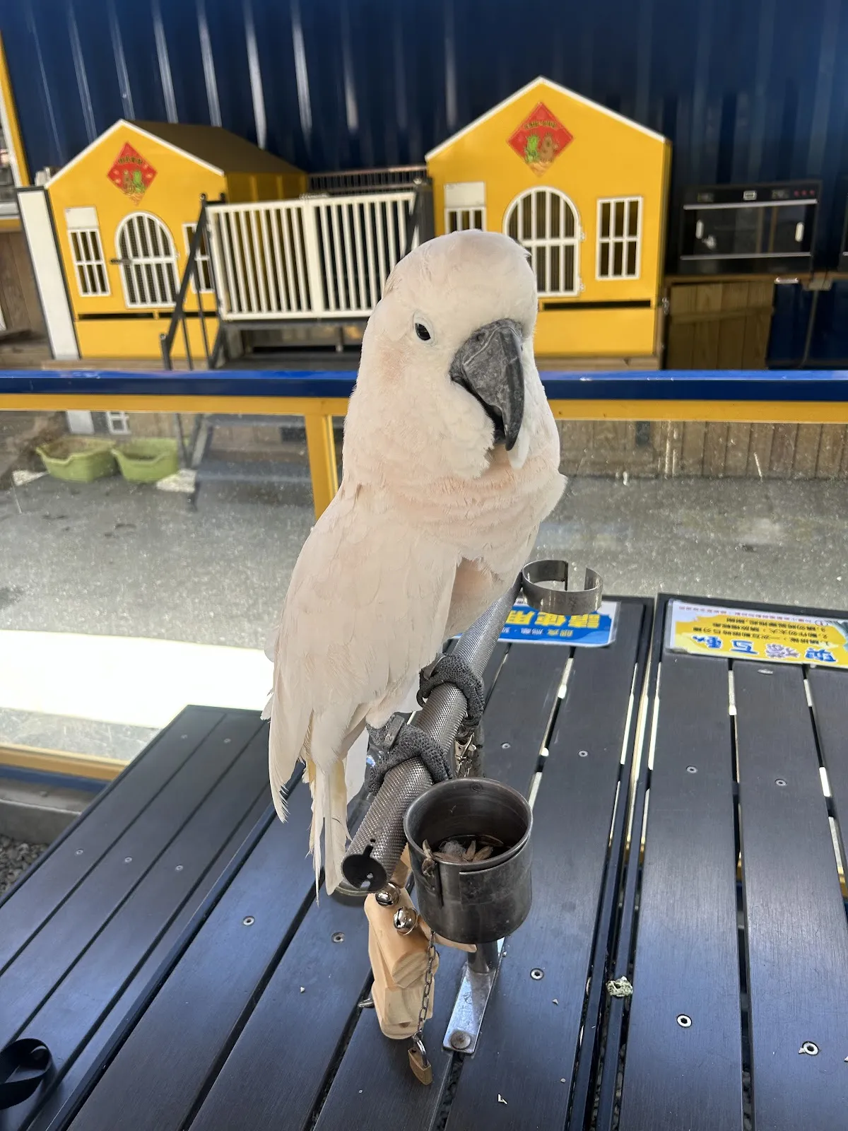 台灣皇爵專業犬貓舍