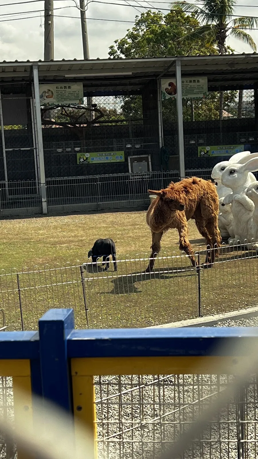 台灣皇爵專業犬貓舍