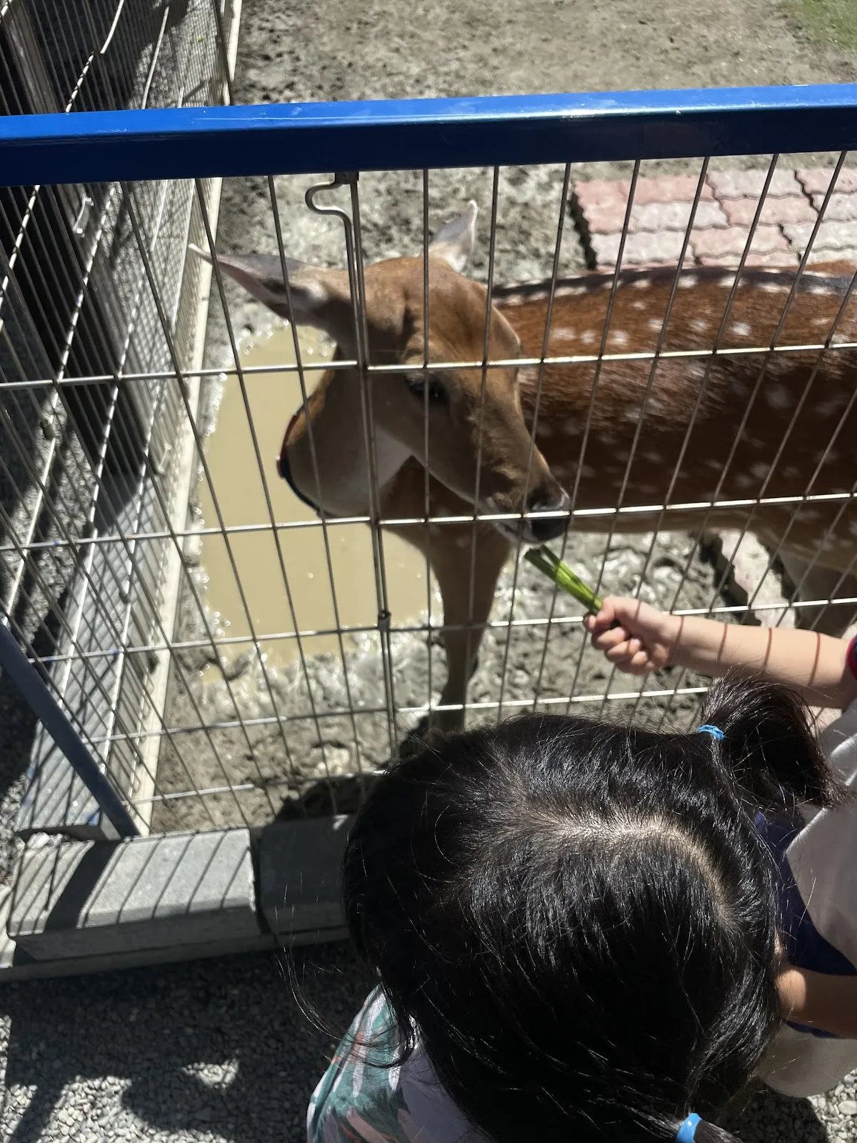 台灣皇爵專業犬貓舍