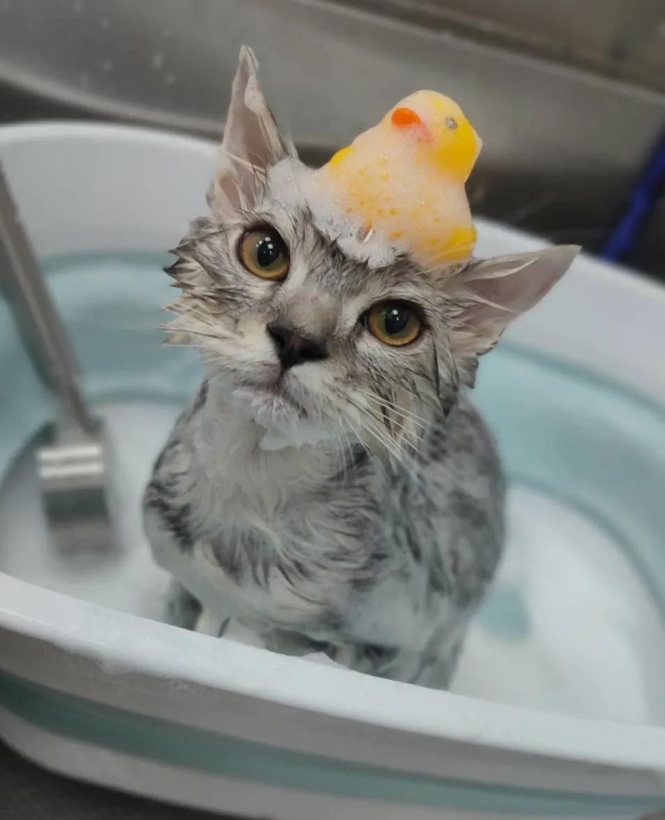 啾啾寵物美容店