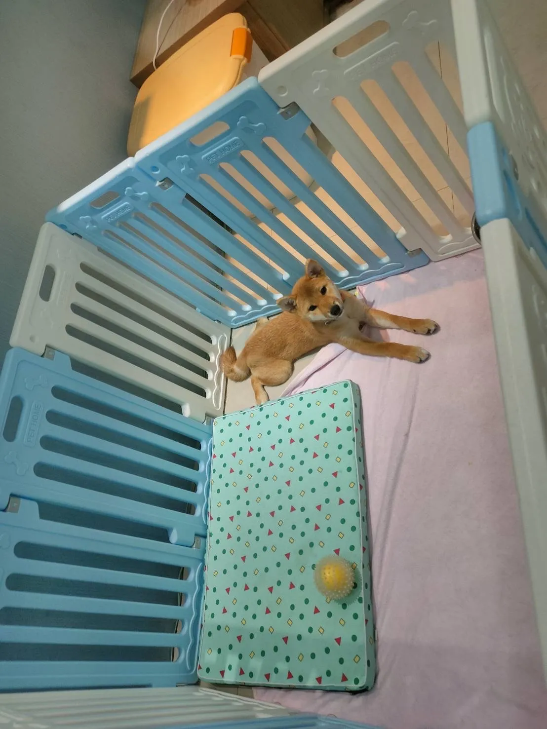 啾啾寵物美容店