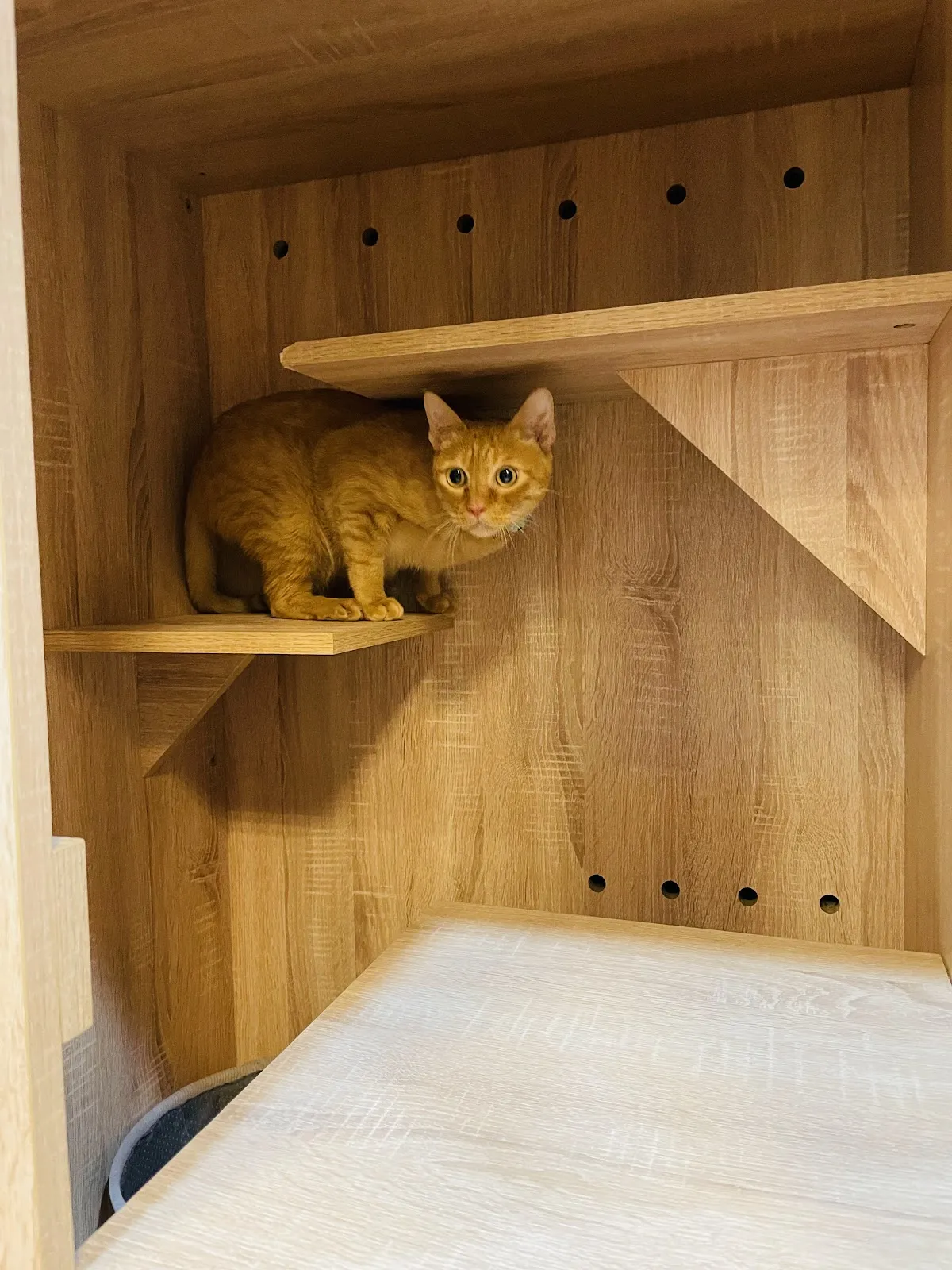 享時光貓旅工作室