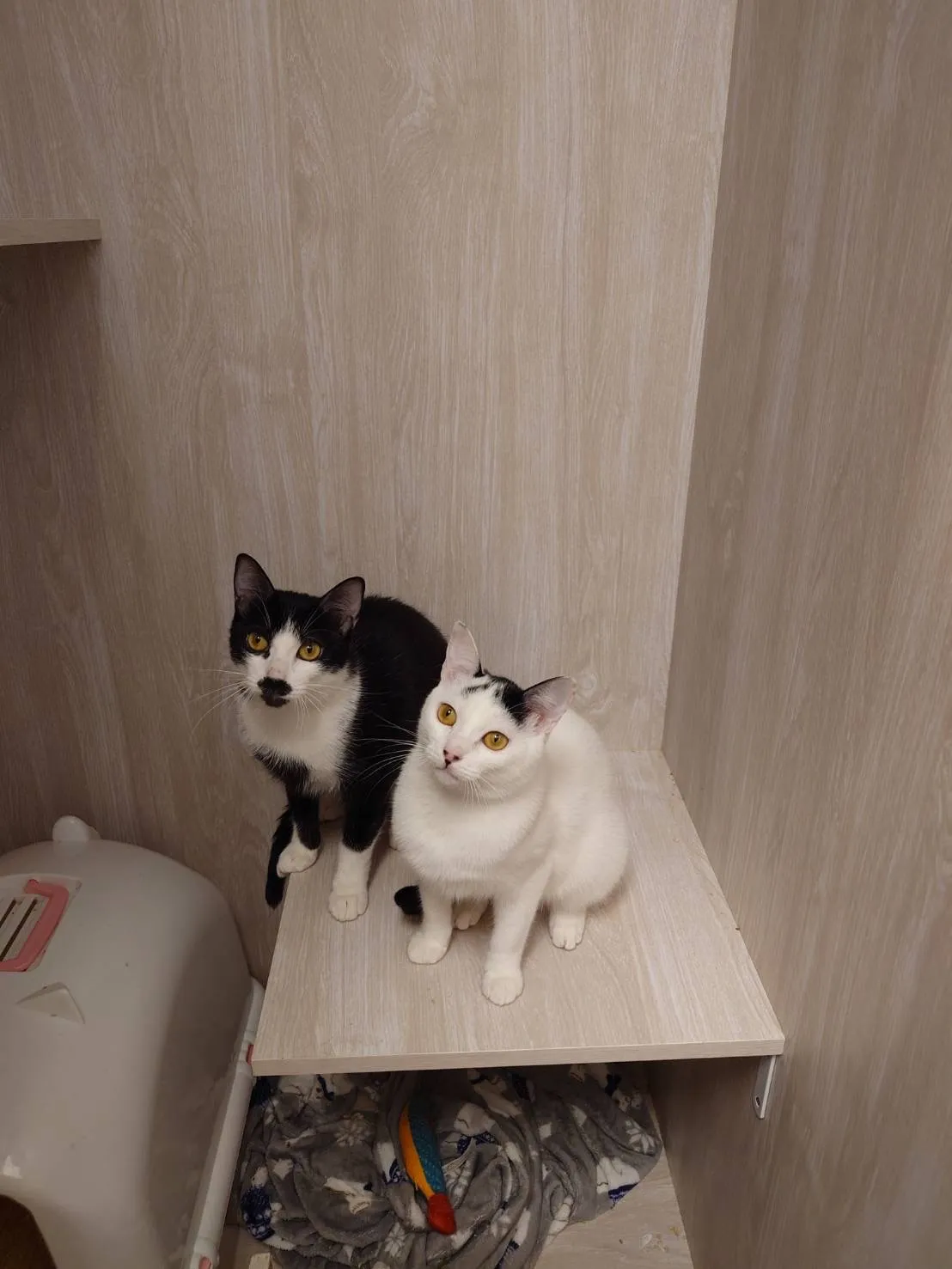 享時光貓旅工作室