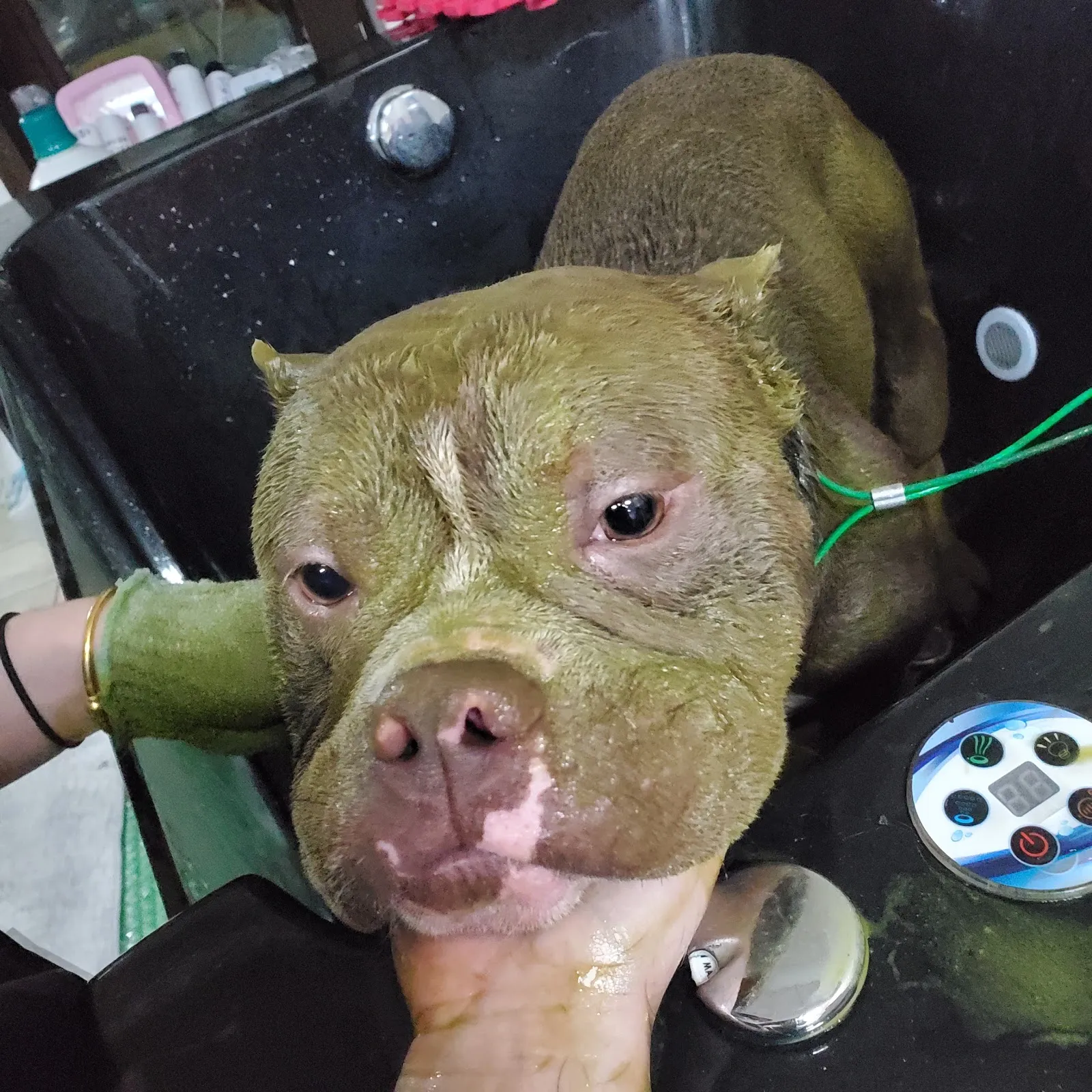 愛貝比寵物美容旅坊