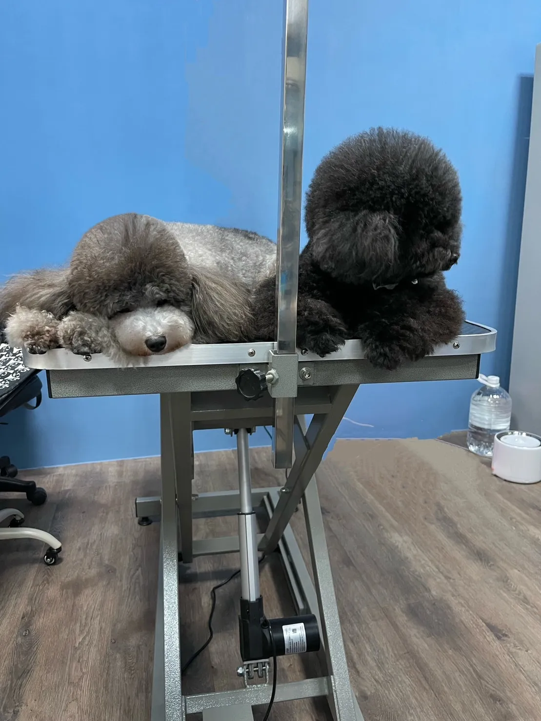 愛貝比寵物美容旅坊