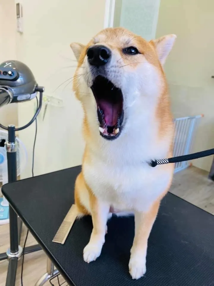 我的狗寵物美容住宿