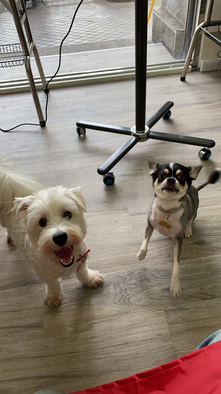 我的狗寵物美容住宿