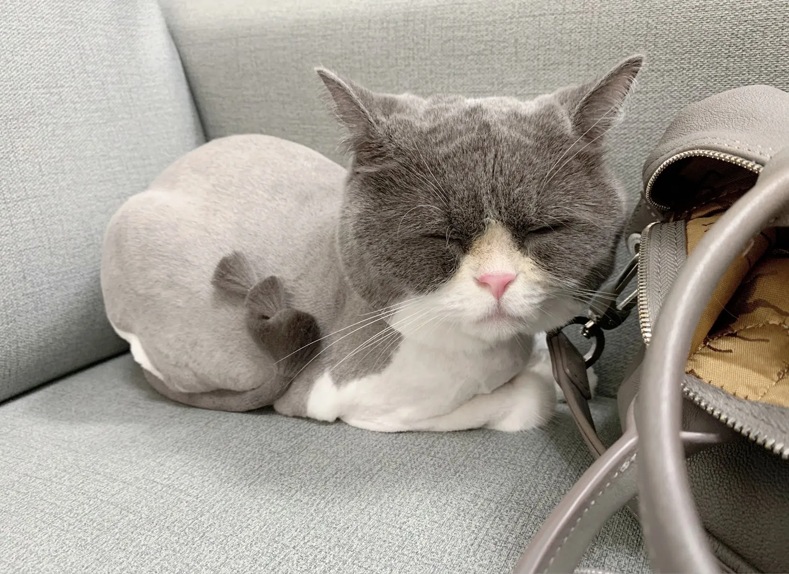 我的狗寵物美容住宿