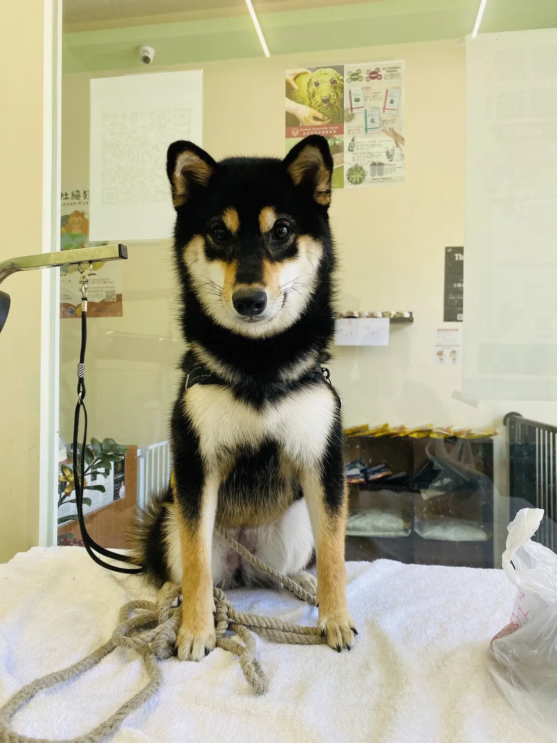 我的狗寵物美容住宿