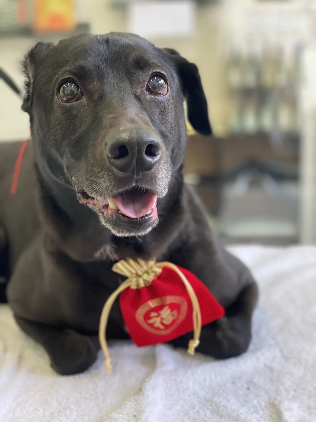 我的狗寵物美容住宿