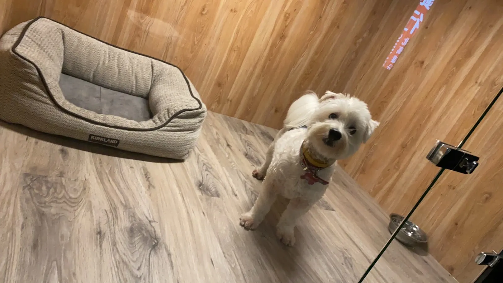 我的狗寵物美容住宿