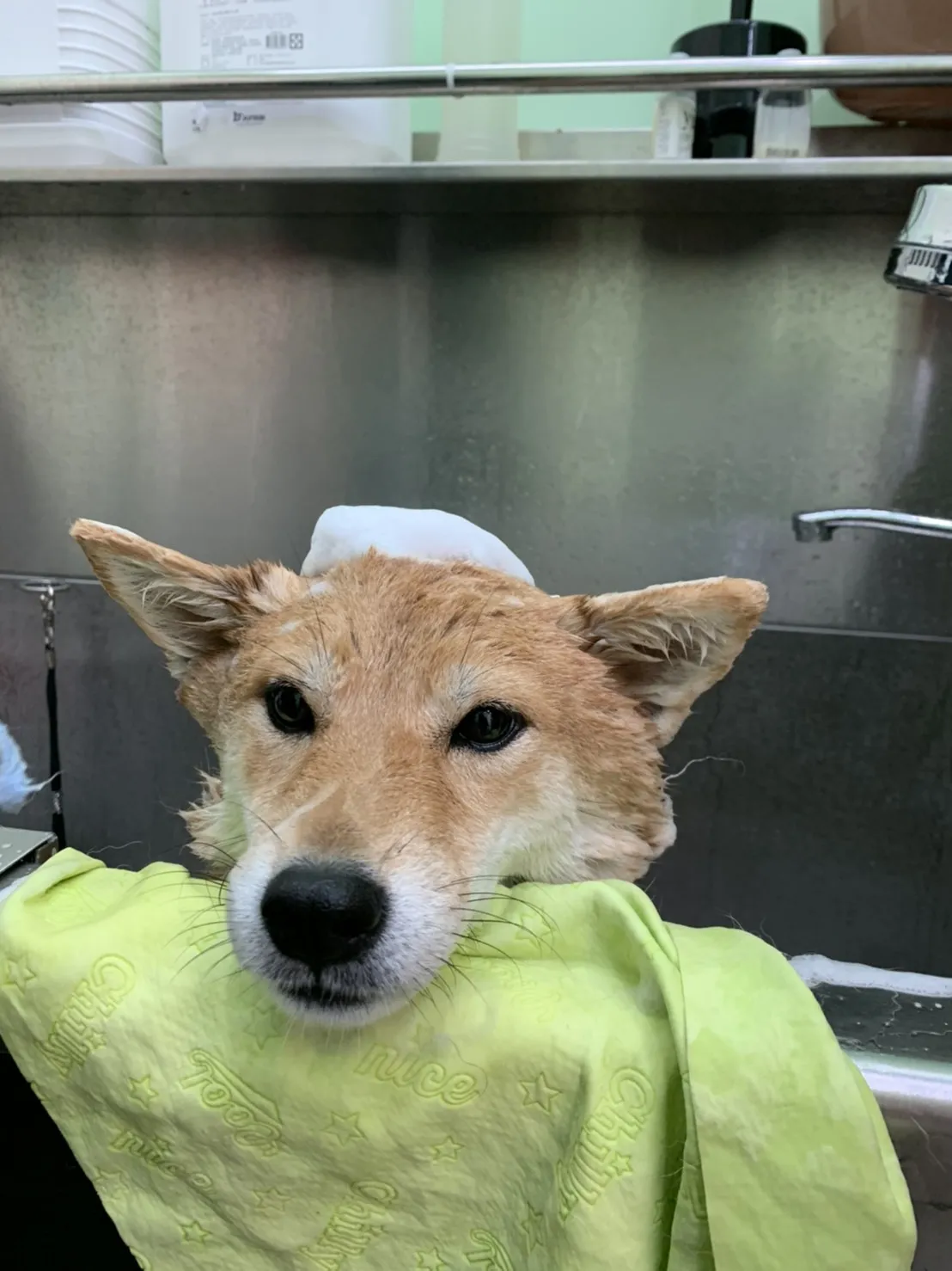 我的狗寵物美容住宿