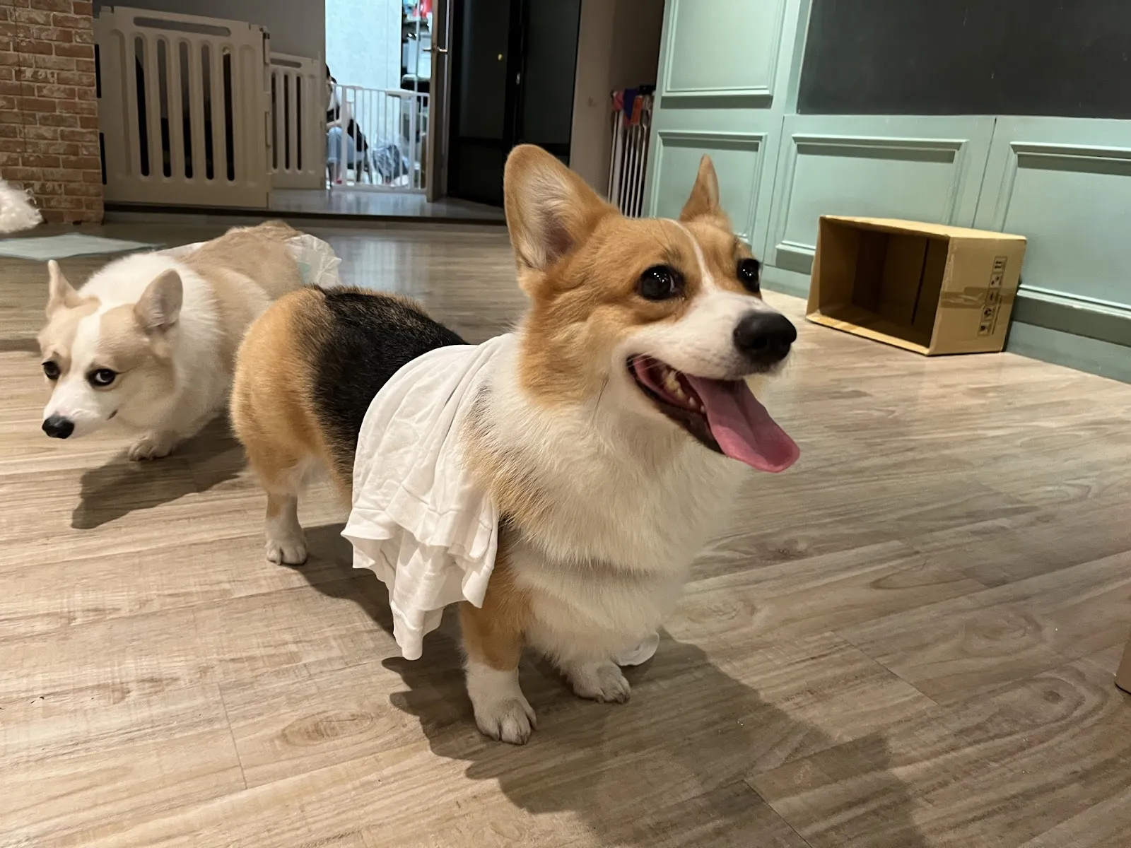 洛芙寵物精品店