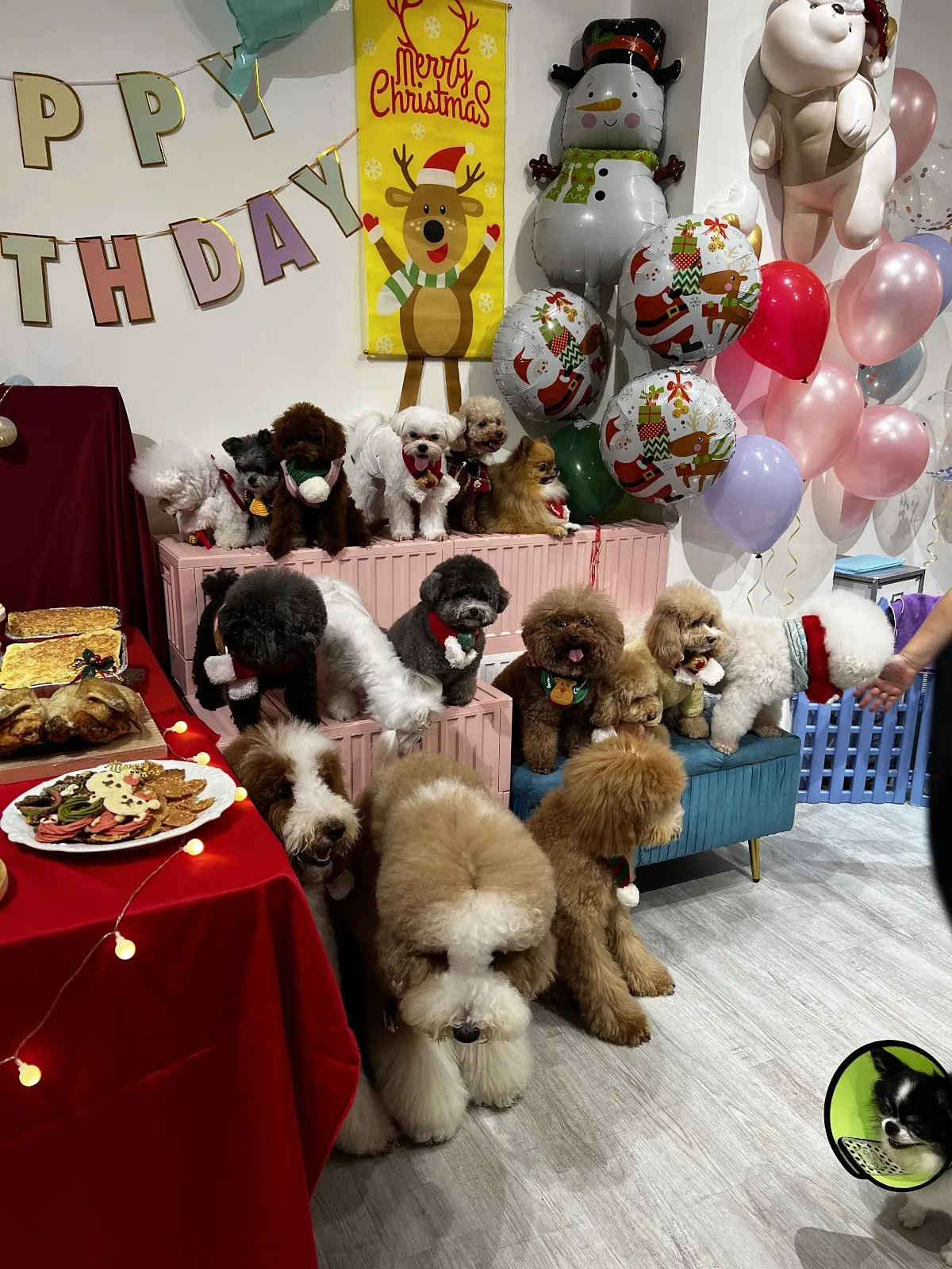 宜家宜犬寵物精品館