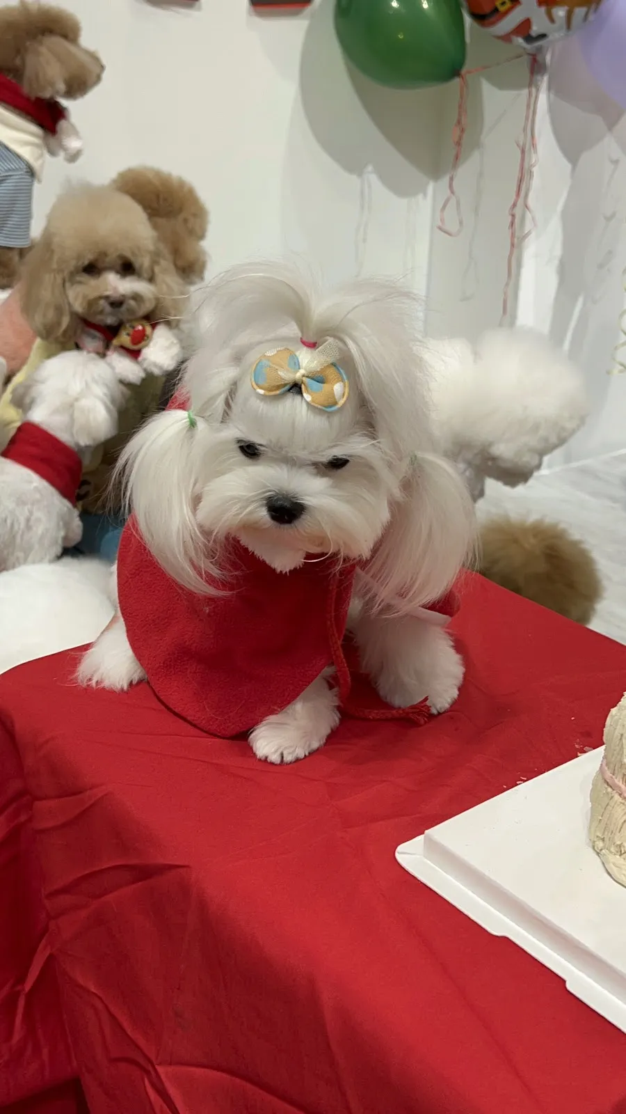 宜家宜犬寵物精品館