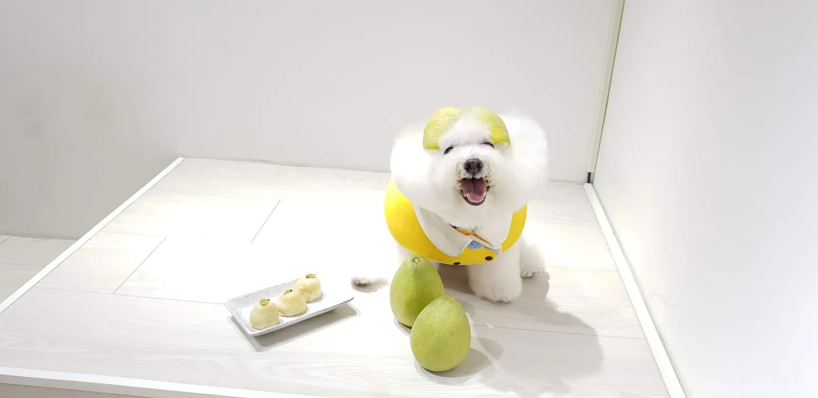 宜家宜犬寵物精品館