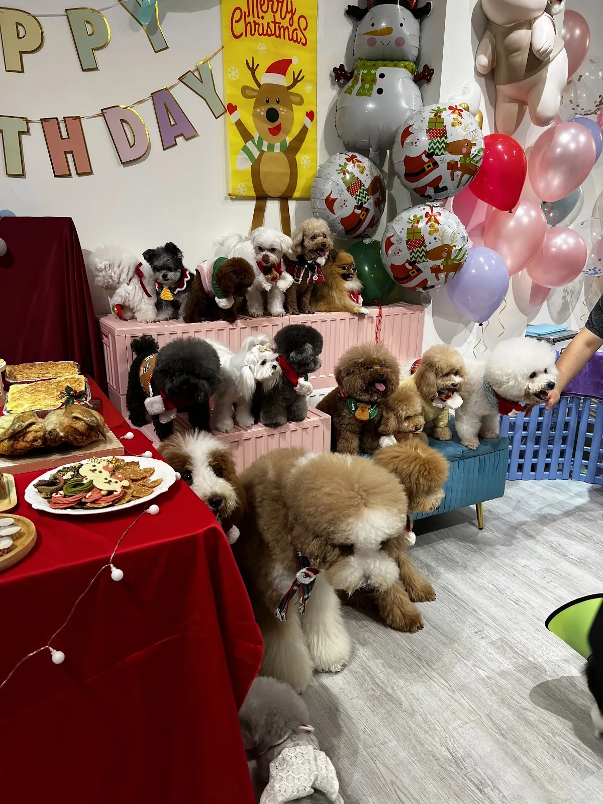 宜家宜犬寵物精品館