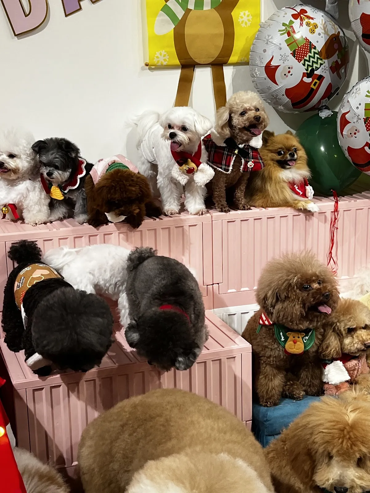 宜家宜犬寵物精品館