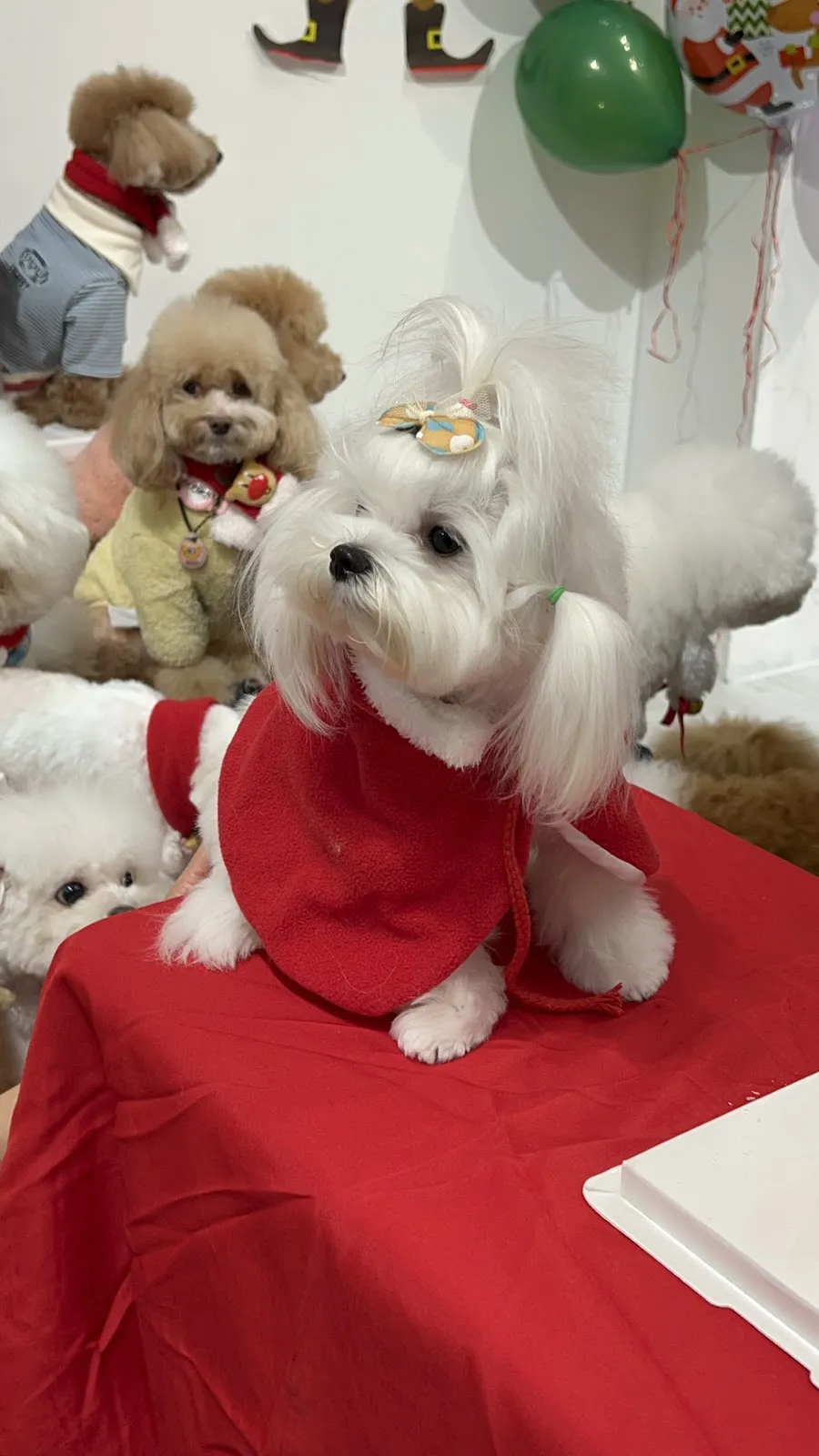 宜家宜犬寵物精品館