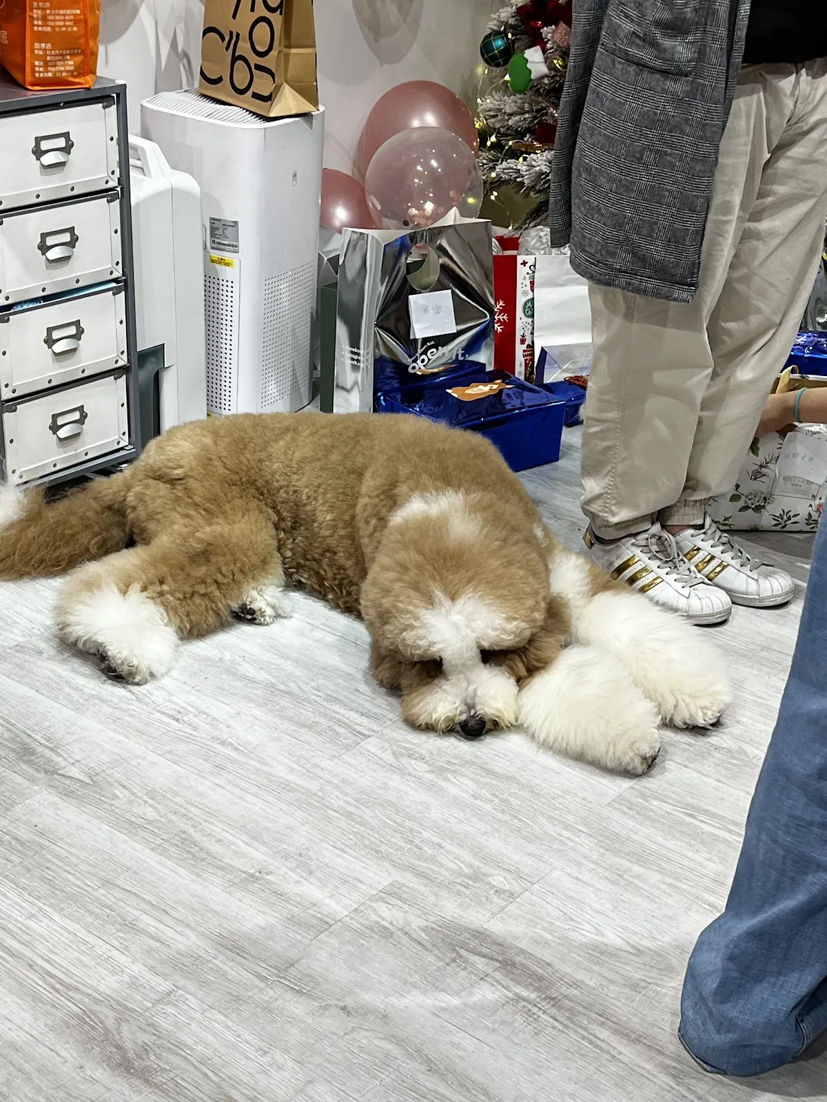 宜家宜犬寵物精品館