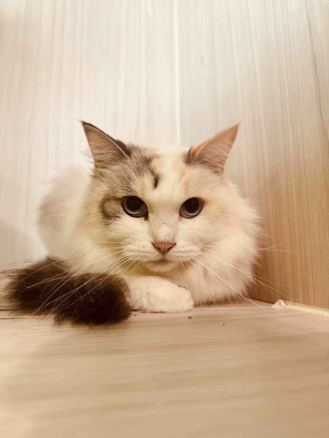 凱特精品貓旅館