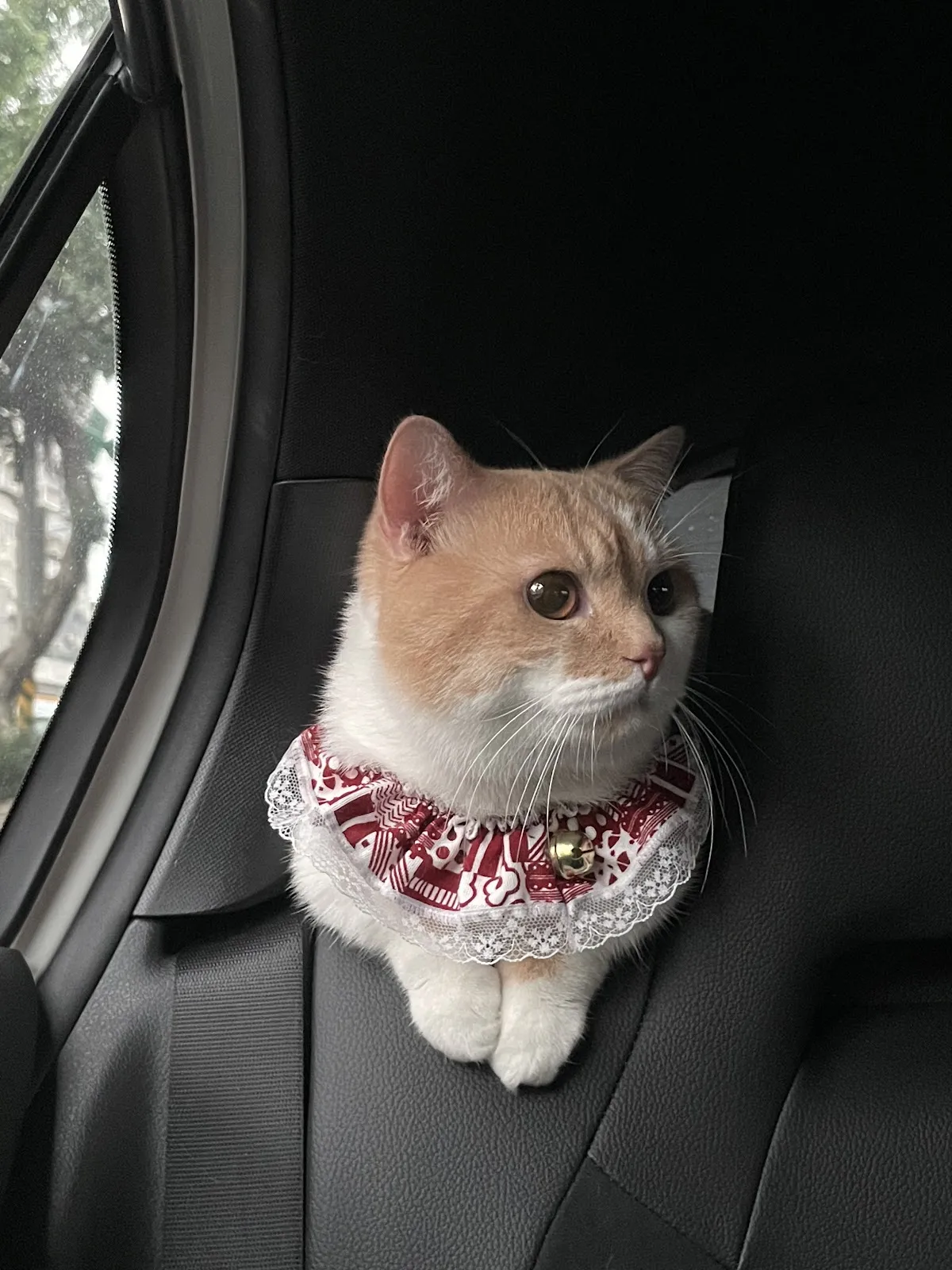 哈利寵物精緻美容