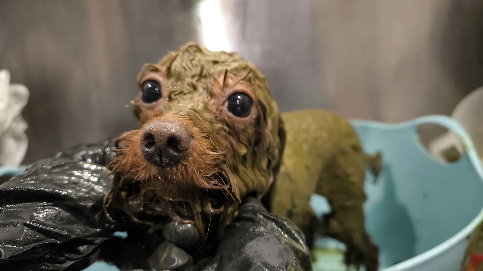 翻肚肚寵物美容