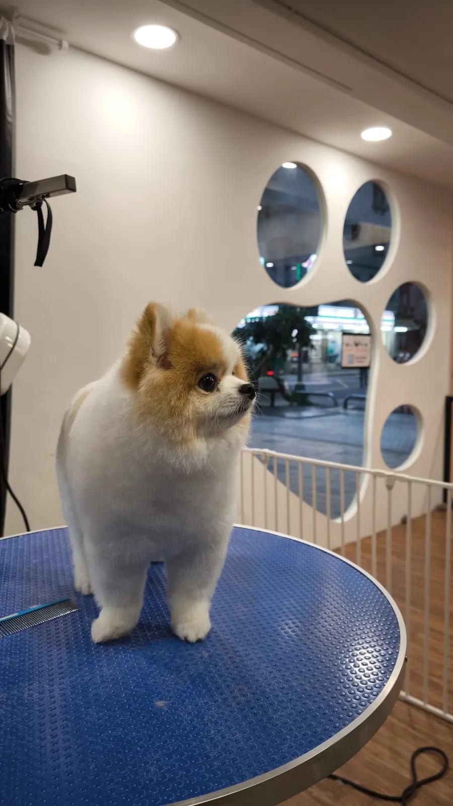 翻肚肚寵物美容