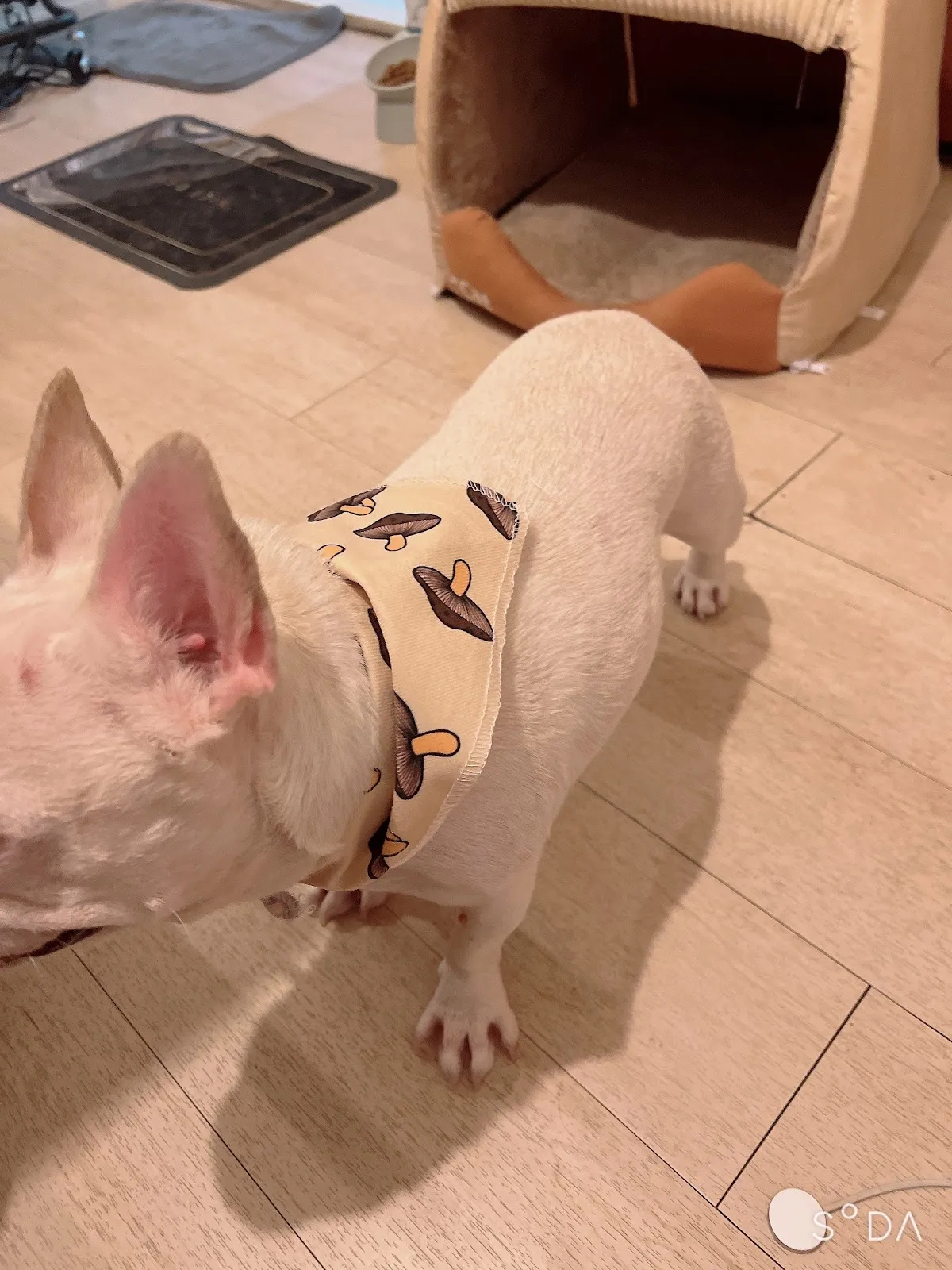 翻肚肚寵物美容