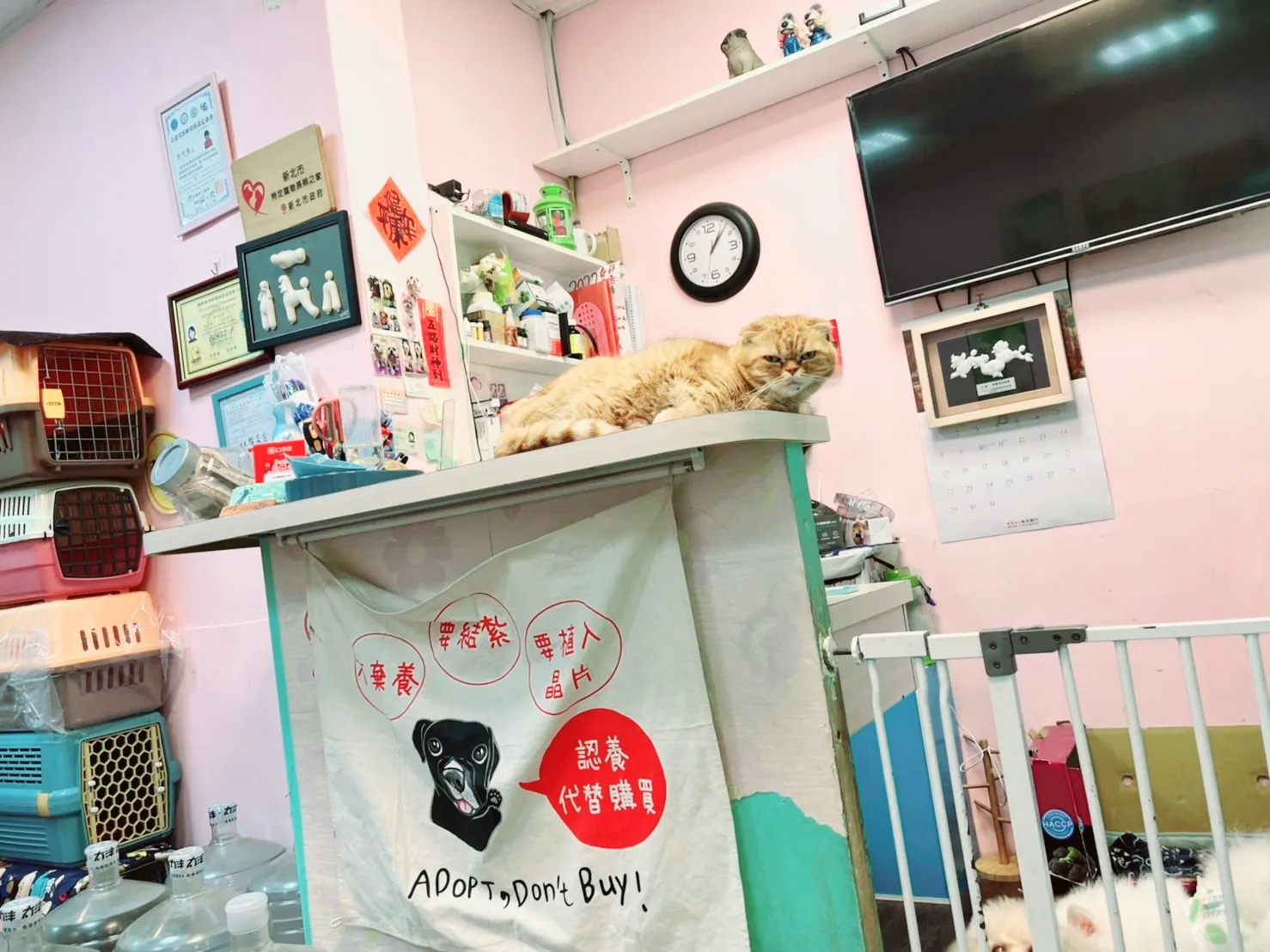 用心寵物美容工作坊