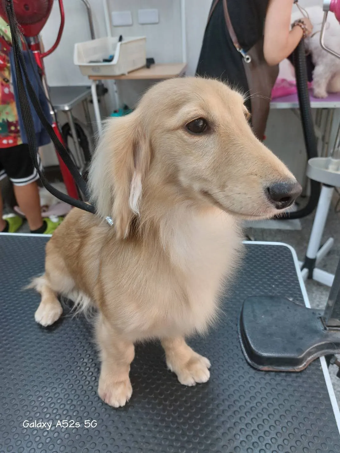 來來寵物工作室