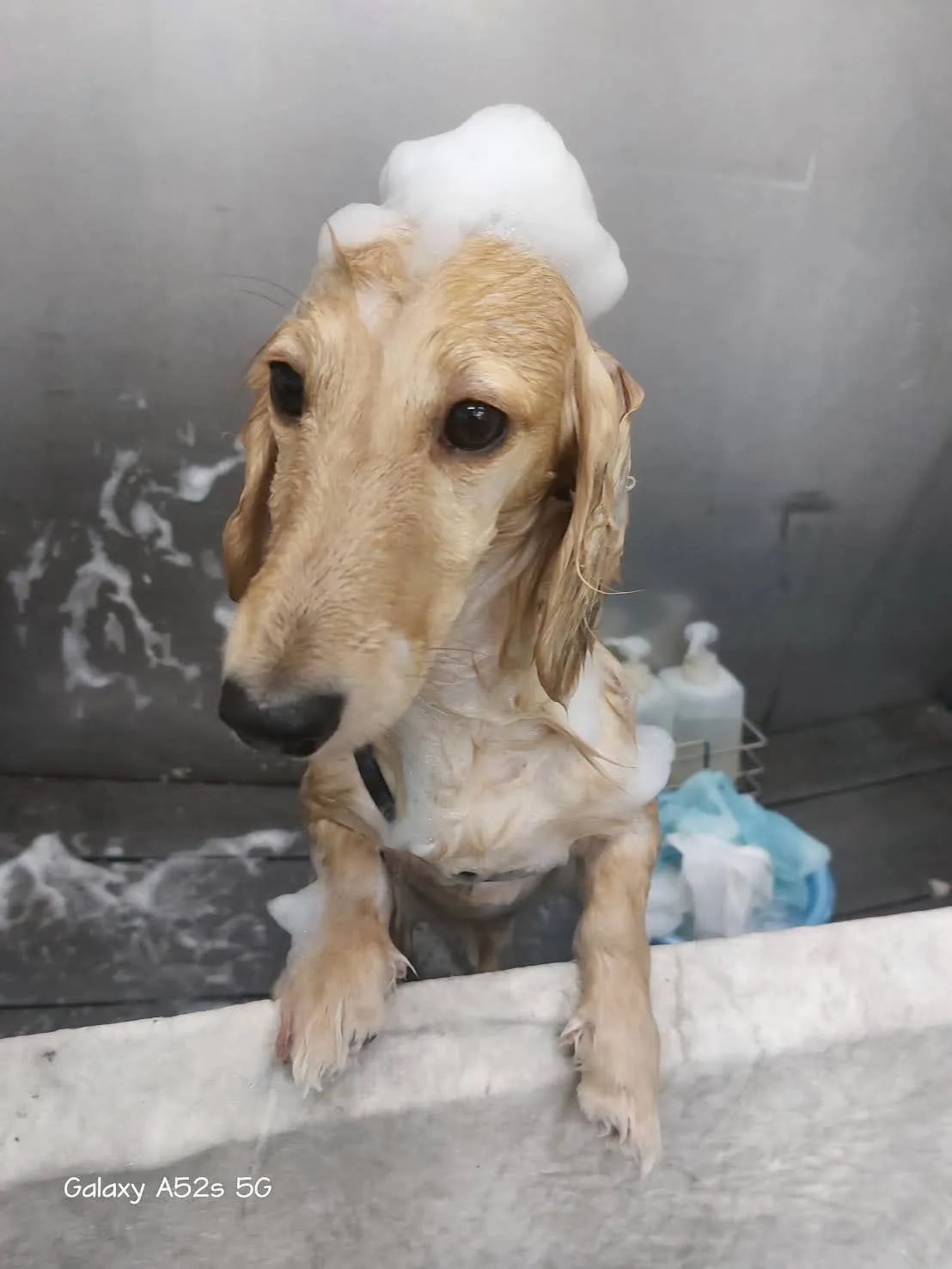 來來寵物工作室