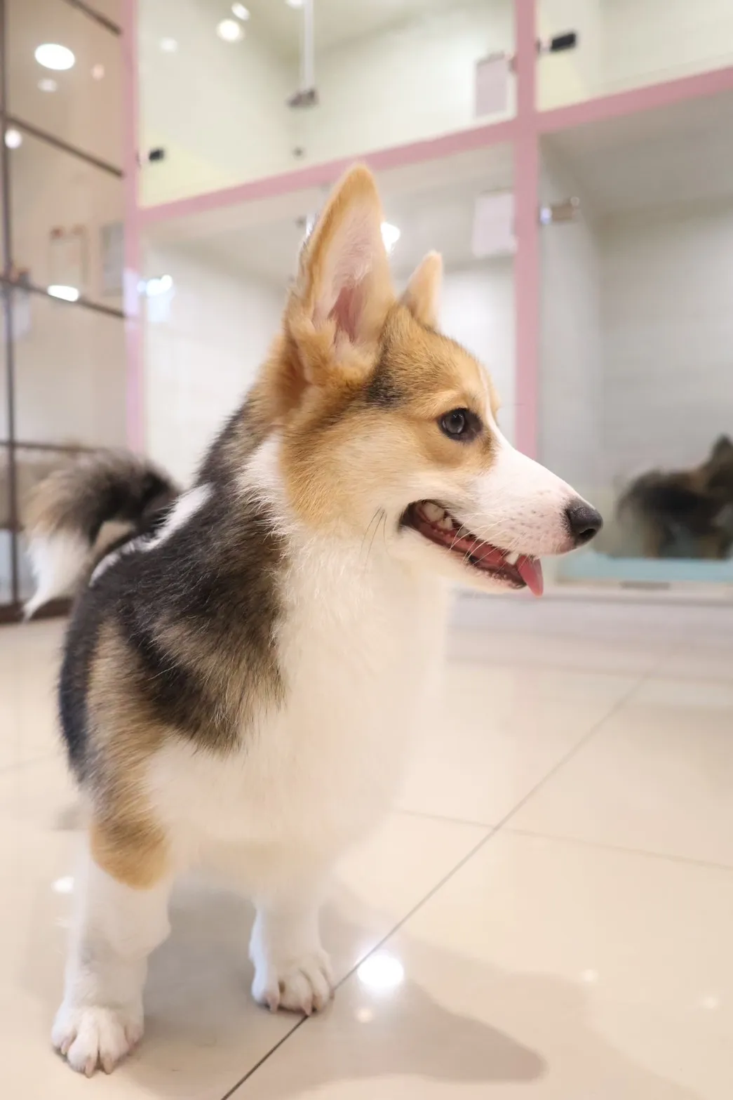 最推薦幼犬專賣