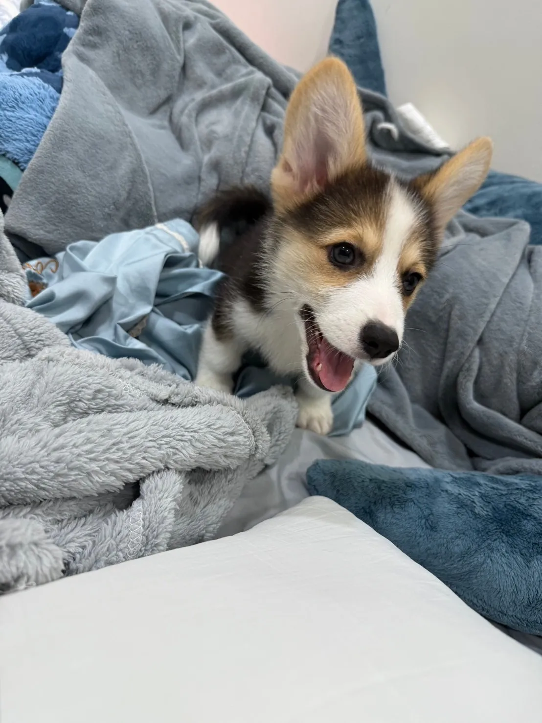 最推薦幼犬專賣