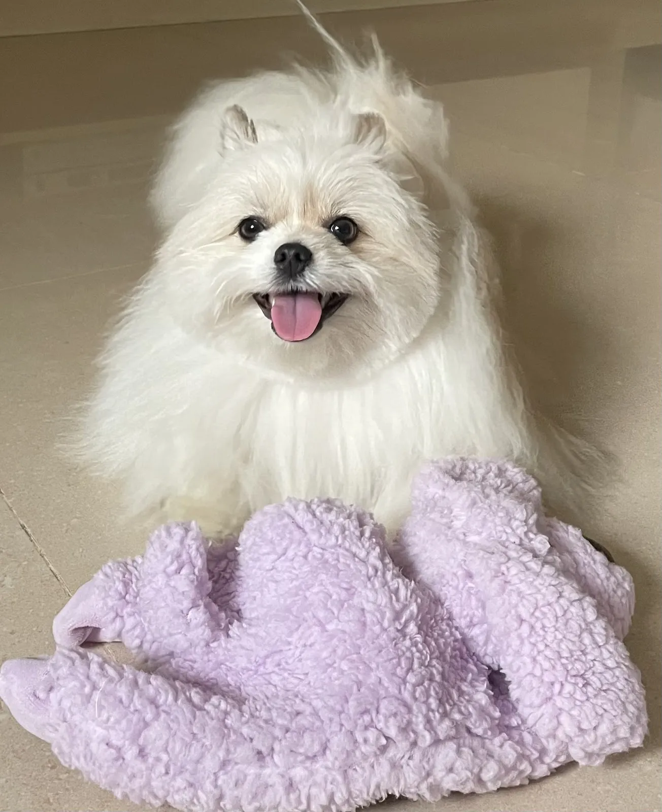 最推薦幼犬專賣