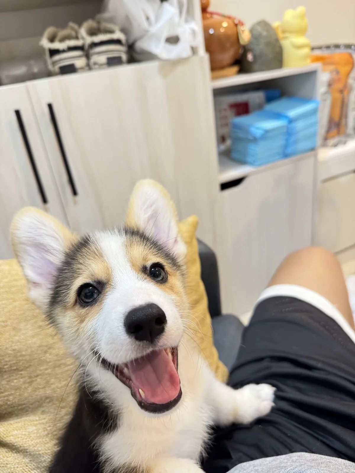 最推薦幼犬專賣