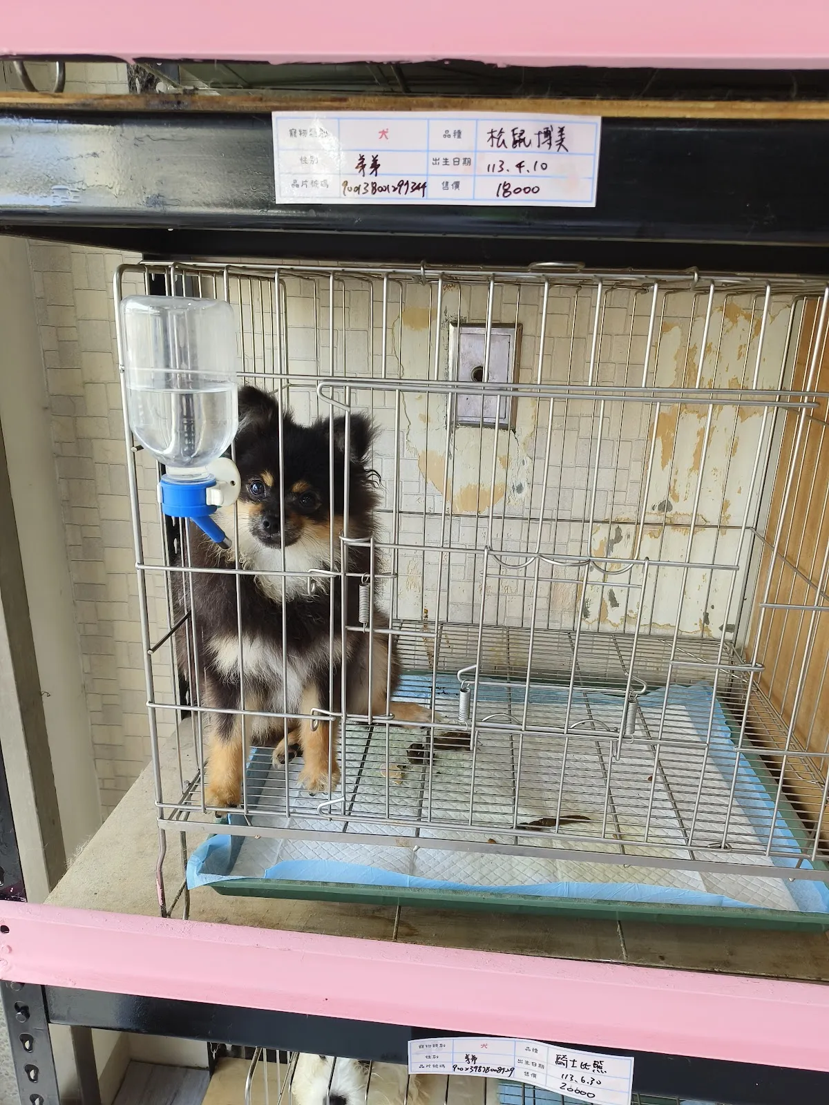 最推薦幼犬專賣