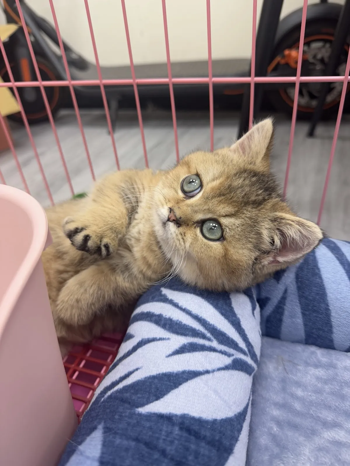 樂菲寵物生活坊