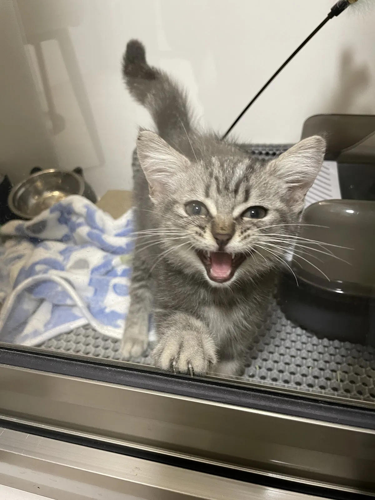 樂菲寵物生活坊