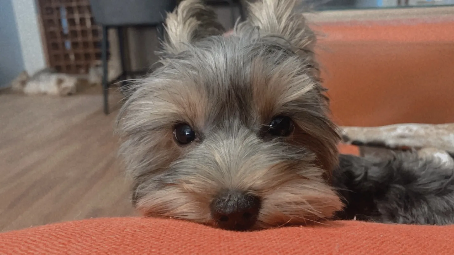 來電狗寵物水族館