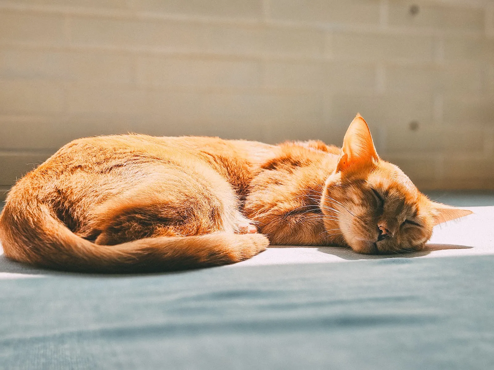 姑蘇城外擼貓室