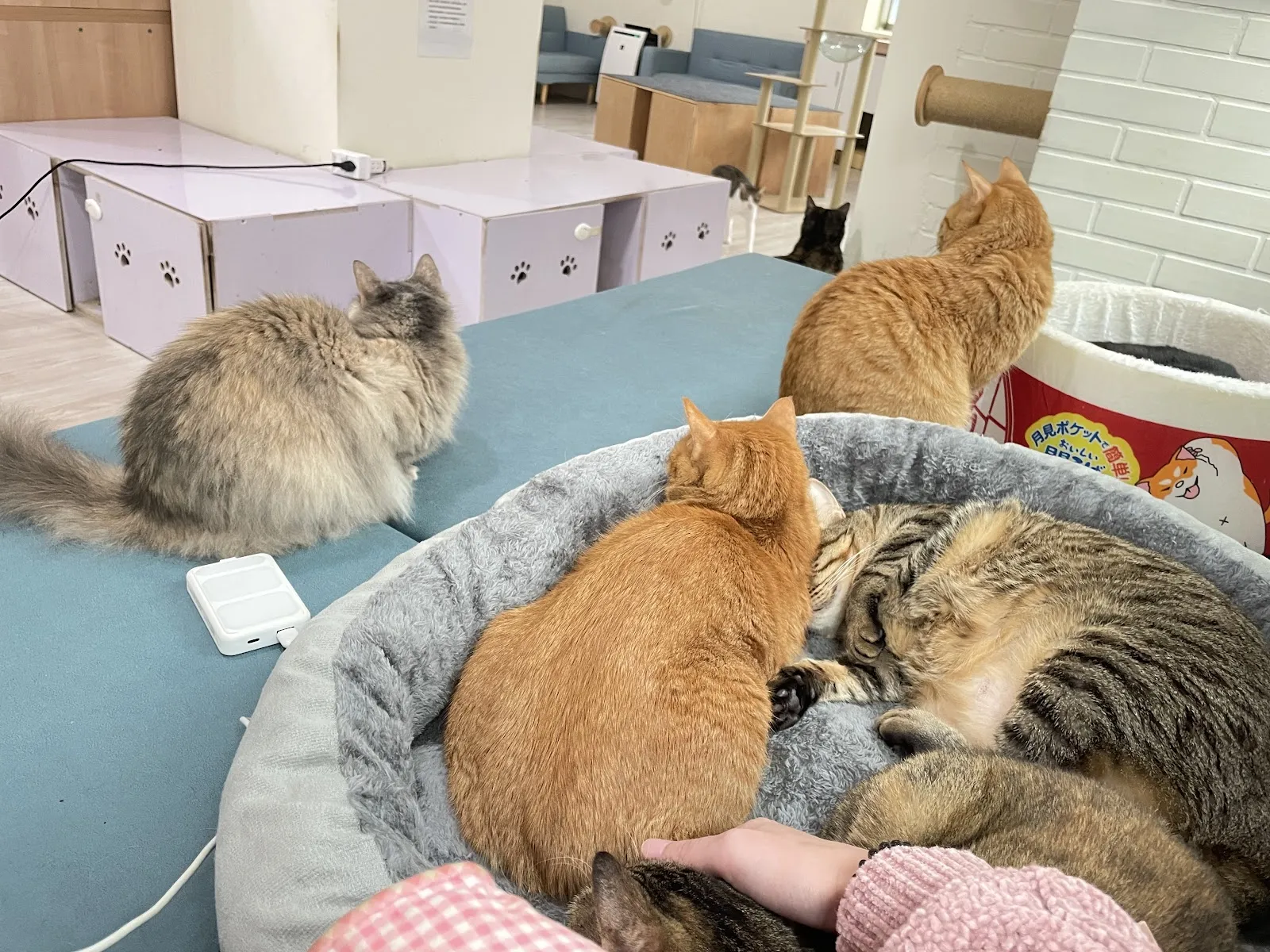 姑蘇城外擼貓室