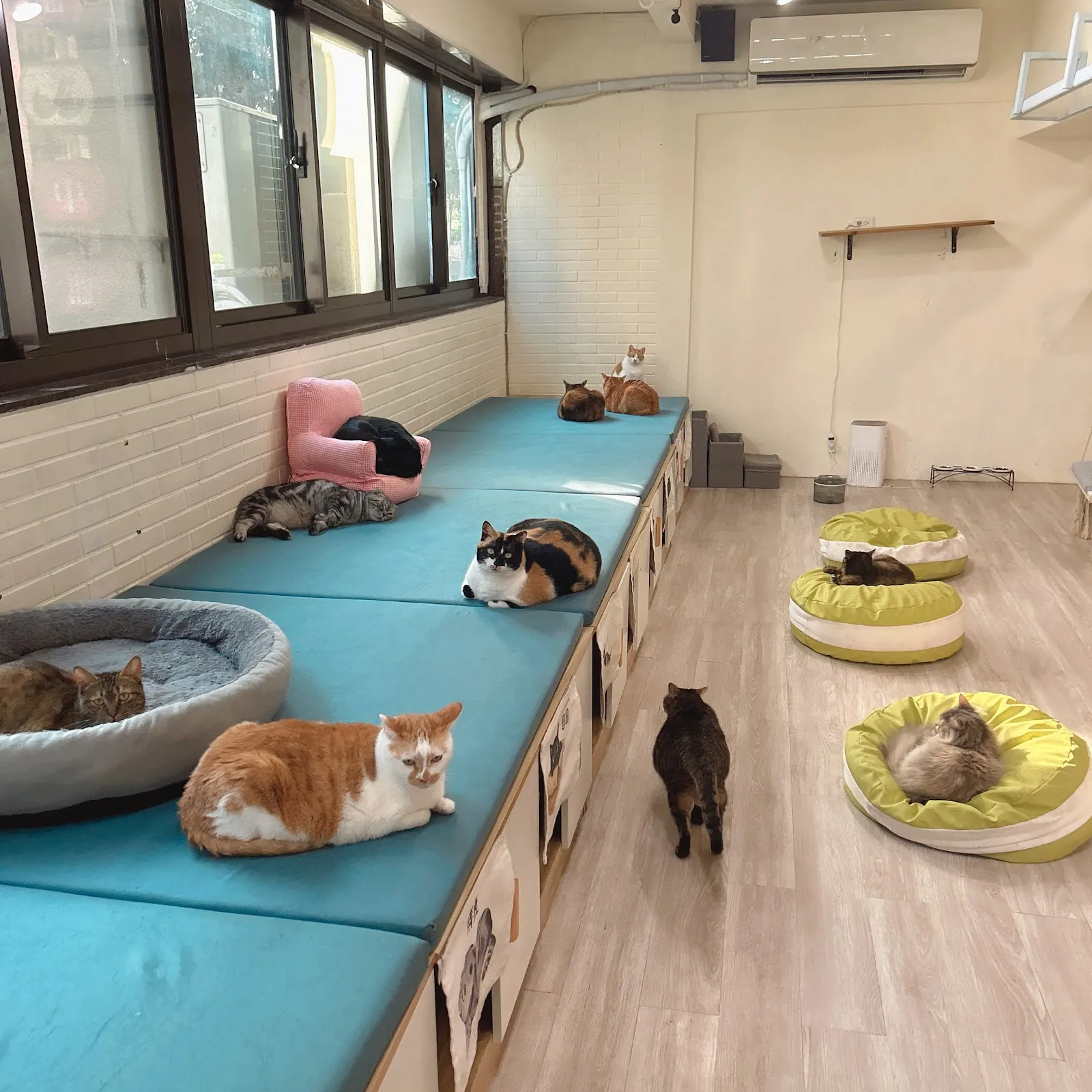 姑蘇城外擼貓室