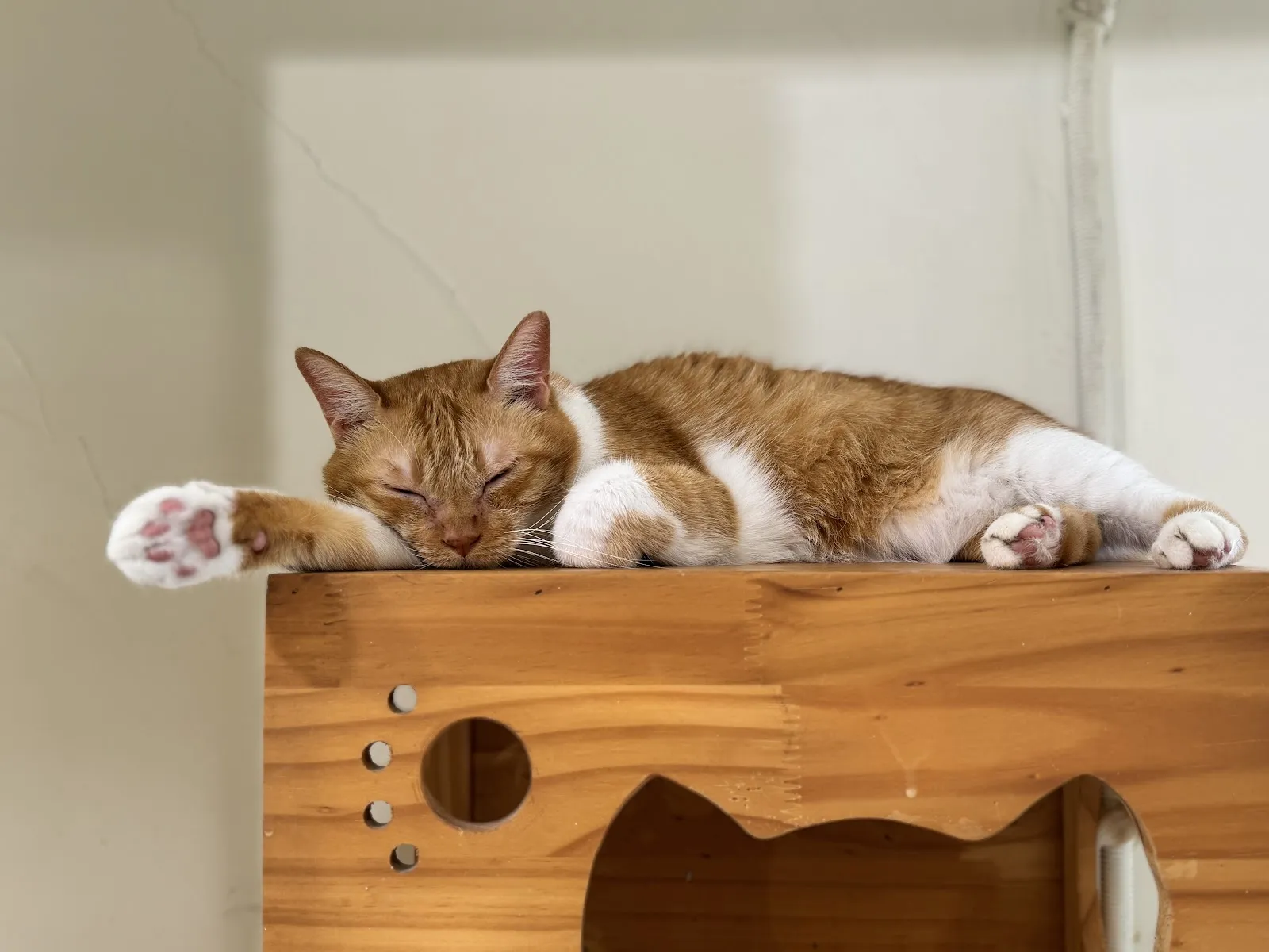 姑蘇城外擼貓室