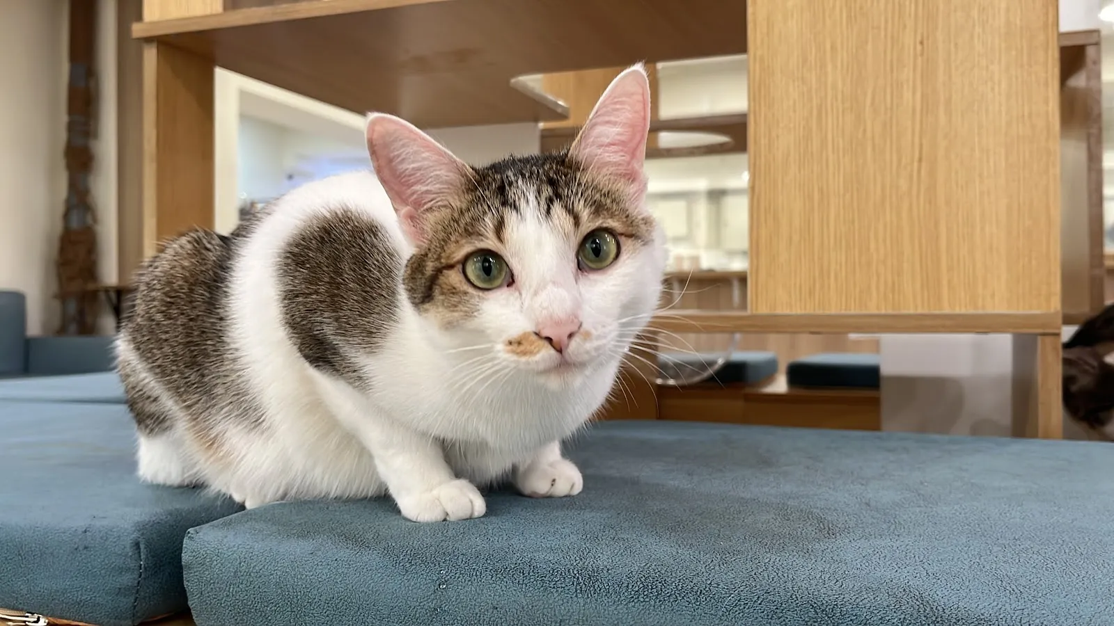 姑蘇城外擼貓室